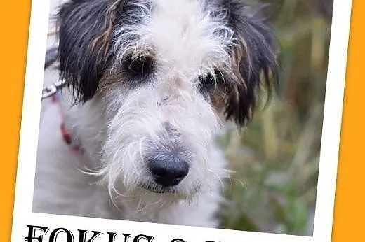 10kg,foxterrier mix,łagodny,spokojny piesek FOKUS.