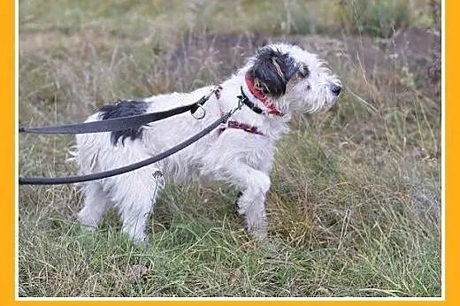 10kg,foxterrier mix,łagodny,spokojny piesek FOKUS.