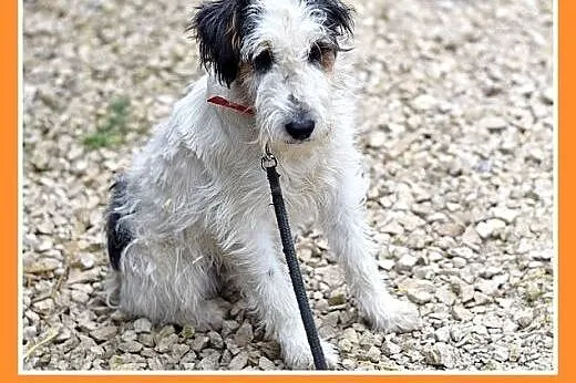 10kg,foxterrier mix,łagodny,spokojny piesek FOKUS.