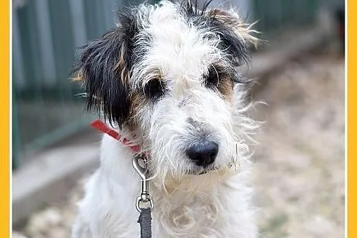 10kg,foxterrier mix,łagodny,spokojny piesek FOKUS.