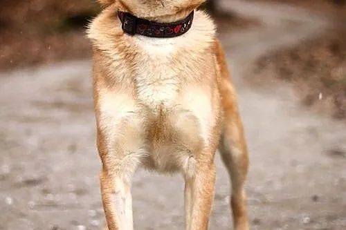 Piękny pies - to Fakt! :),  warmińsko-mazurskie Ol, Olsztyn