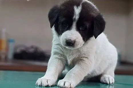 6tyg szczeniaki do adopcji.,  śląskie Katowice