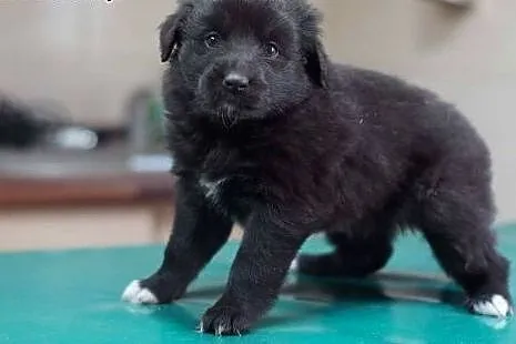 6tyg szczeniaki do adopcji.,  śląskie Katowice
