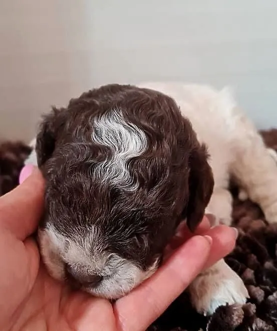Lagotto Romagnolo, Zachodniopomorskie, Szczecin