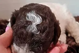 Lagotto Romagnolo