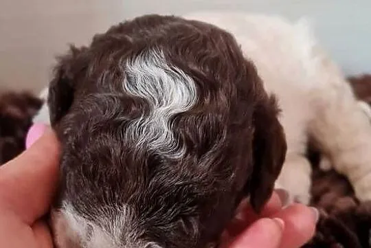 Lagotto Romagnolo, Zachodniopomorskie, Szczecin