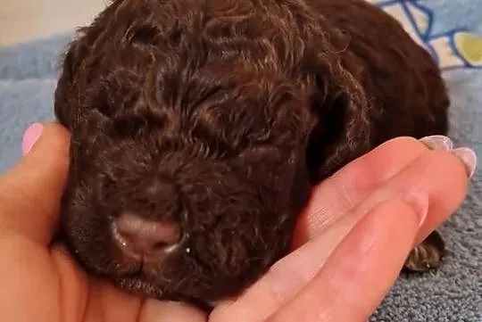 Lagotto Romagnolo, Zachodniopomorskie, Szczecin