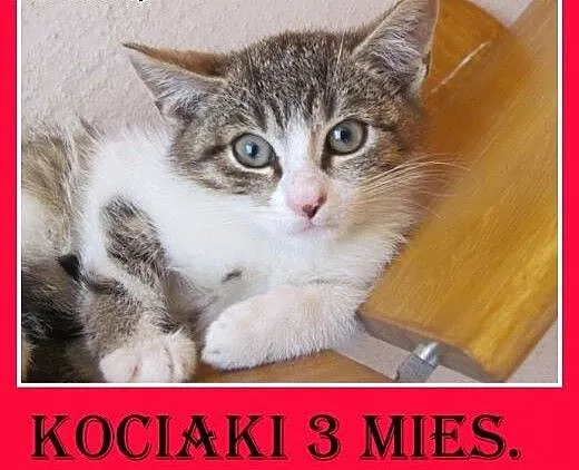 3 mies. i 6 mies. kociczki,różne umaszczenie do pi