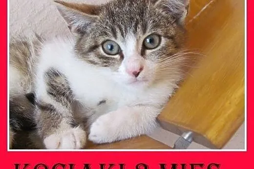 3 mies. i 6 mies. kociczki,różne umaszczenie do pi