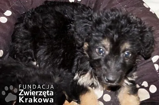 Maleńka kudłata Melusia,  małopolskie Kraków