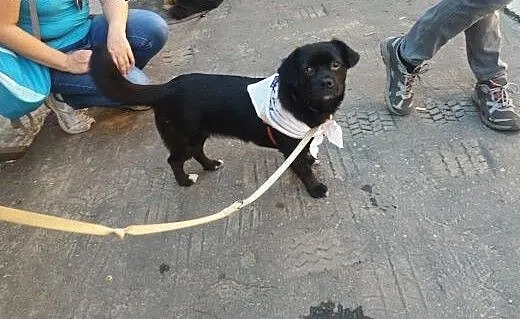 Milutka, malutka Łapeczka szuka domu!!!, mazowiec