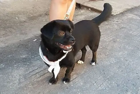 Milutka, malutka Łapeczka szuka domu!!!,  mazowiec