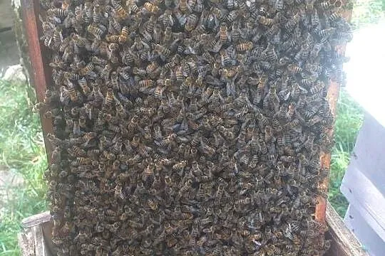Odklady pszczele 6 ramkowe