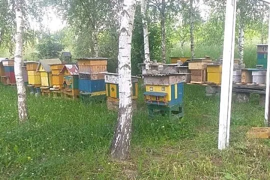 Odklady pszczele 6 ramkowe, Podkarpackie, Bieździedza