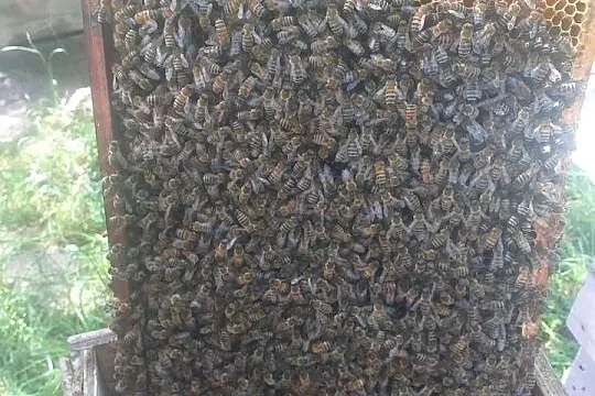 Odklady pszczele 6 ramkowe, Podkarpackie, Bieździedza