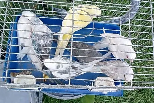 Papugi kanarki zeberki, Pomorskie, Nowe Polaszki