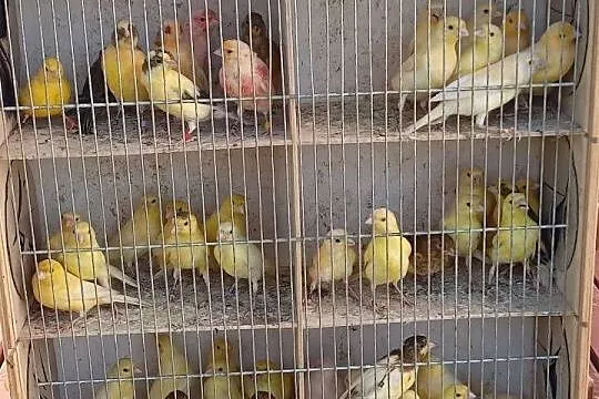 Papugi kanarki zeberki, Pomorskie, Nowe Polaszki