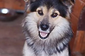 Prosimy o pomoc. Sprawa pilna. Adoptuj,daj DT,  mazowieckie Warszawa
