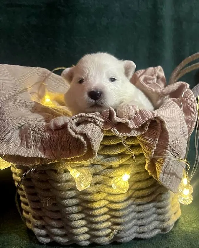 Samoyed, Śląskie, Gierałtowice