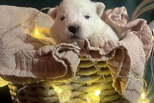 Samoyed