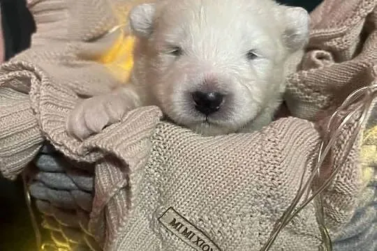 Samoyed, Śląskie, Gierałtowice