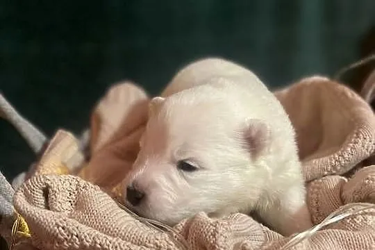 Samoyed, Śląskie, Gierałtowice