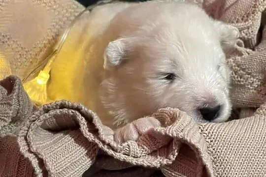 Samoyed, Śląskie, Gierałtowice