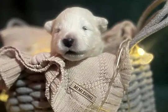 Samoyed, Śląskie, Gierałtowice