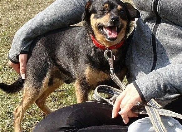 Boberek-6kg, 6lat, super mikropiesek, makropieszczoszek uratowany z łańcucha prosi o dom!, Śląskie, Katowice