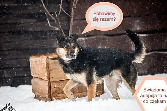 Leo zawsze przyjazny ale i odważny, Śląskie, Katowice
