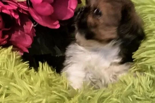 Shih tzu FCI suczka