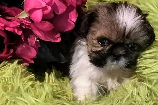 Shih tzu FCI suczka, Dolnośląskie, Wałbrzych