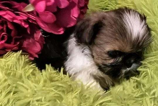 Shih tzu FCI suczka, Dolnośląskie, Wałbrzych