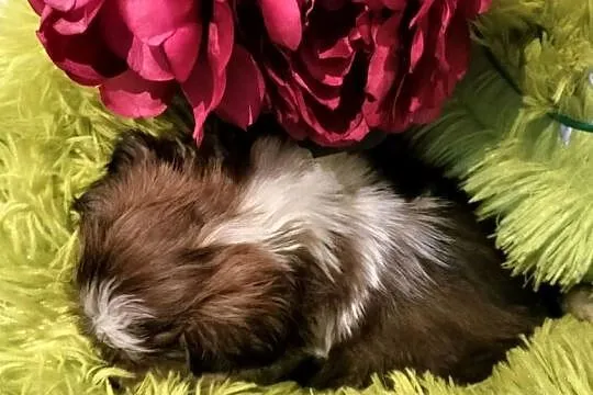 Shih tzu FCI suczka, Dolnośląskie, Wałbrzych