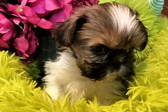 Shih tzu FCI suczka, Dolnośląskie, Wałbrzych
