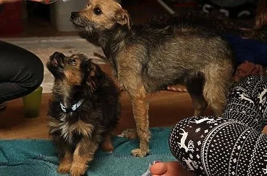 Lili - mała sunia do adopcji , mazowieckie Warsza