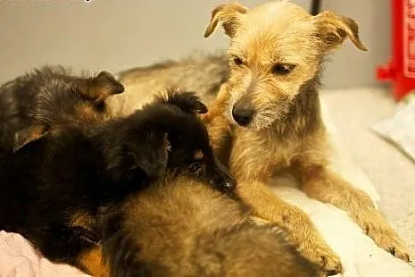 Lili - mała sunia do adopcji ,  mazowieckie Warsza