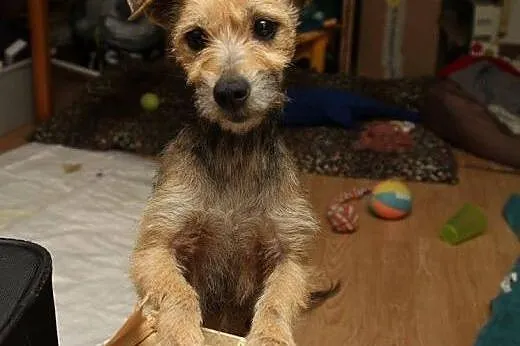 Lili - mała sunia do adopcji ,  mazowieckie Warsza