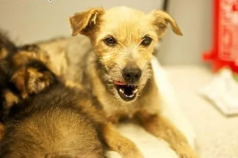 Lili - mała sunia do adopcji ,  mazowieckie Warsza