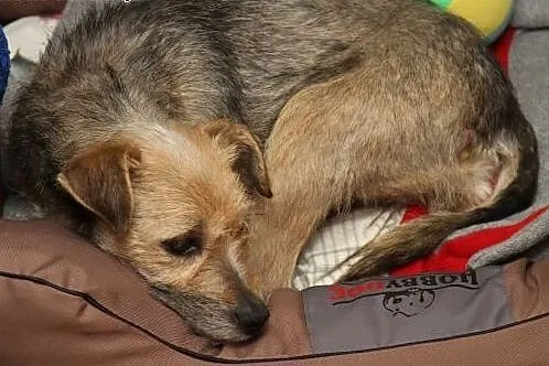Lili - mała sunia do adopcji ,  mazowieckie Warsza