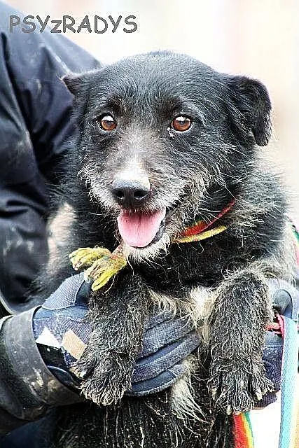 FRIKO wyjątkowo urodziwy szorściak, bardzo radosny