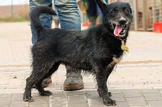 FRIKO wyjątkowo urodziwy szorściak, bardzo radosny