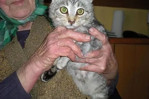 Śliczne whiskasowe kociaki szukają domów tymczas.l