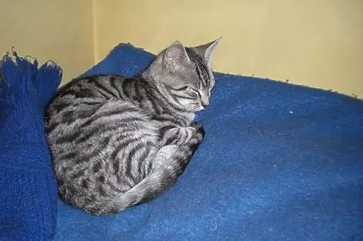 Śliczne whiskasowe kociaki szukają domów tymczas.l