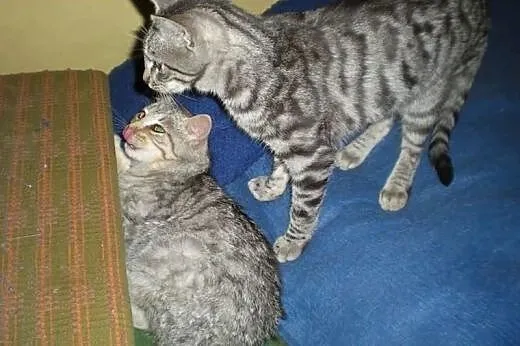 Śliczne whiskasowe kociaki szukają domów tymczas.l