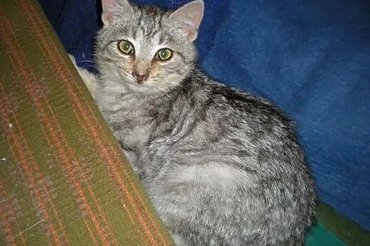 Śliczne whiskasowe kociaki szukają domów tymczas.l