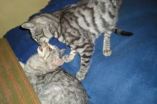 Śliczne whiskasowe kociaki szukają domów tymczas.l