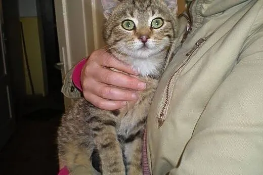 Śliczne whiskasowe kociaki szukają domów tymczas.l