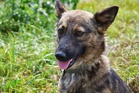 Smutka w schronisku bardzo tęskni za domem - to maleńka, grzeczna sunia, pomyśl...,  dolnośląskie Wrocław