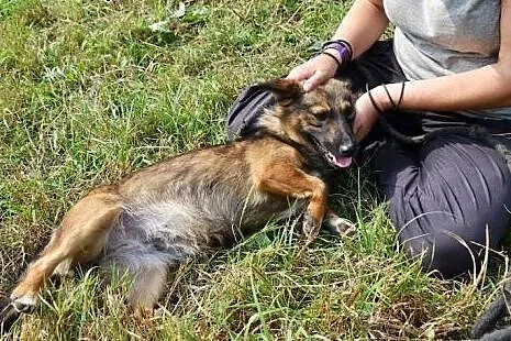 Smutka w schronisku bardzo tęskni za domem - to ma